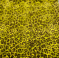 Jungle Cheetah